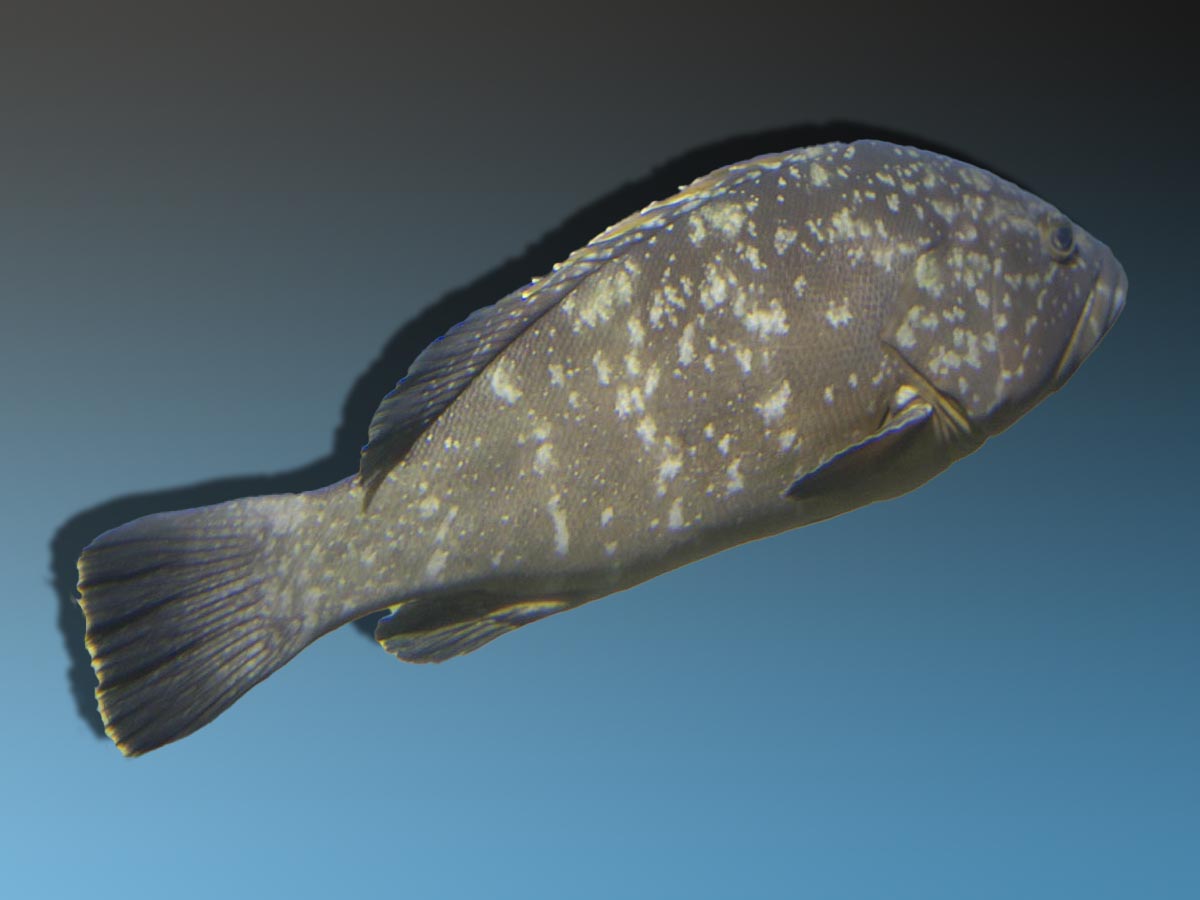 Epinephelus marginatus